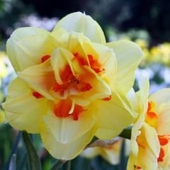 Double Fashion Nergis Soğanı - Narcisus