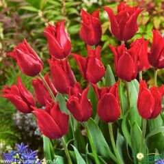 Seadow Triumph Lale Soğanı Kırmızı - Tulipa