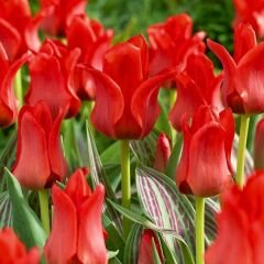 Seadow Triumph Lale Soğanı Kırmızı - Tulipa