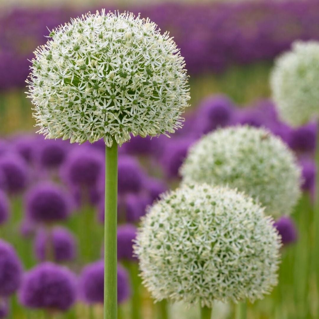 Allium Album Mont Blanc Beyaz – Yumru - Ampul - Kök