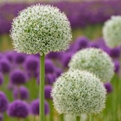 Allium Album Mont Blanc Beyaz – Yumru - Ampul - Kök