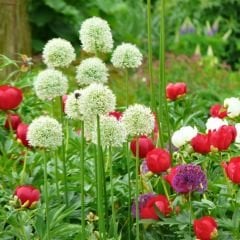Allium Album Mont Blanc Beyaz – Yumru - Ampul - Kök