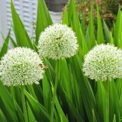 Allium Album Mont Blanc Beyaz – Yumru - Ampul - Kök