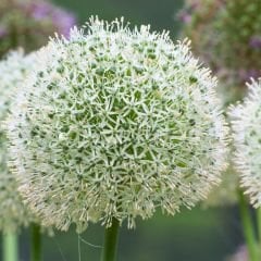 Allium Album Mont Blanc Beyaz – Yumru - Ampul - Kök