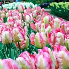 Cabanna Parrot Lale Soğanı - Tulipa