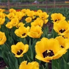 Crystal Star Lale Soğanı Sarı - Tulipa