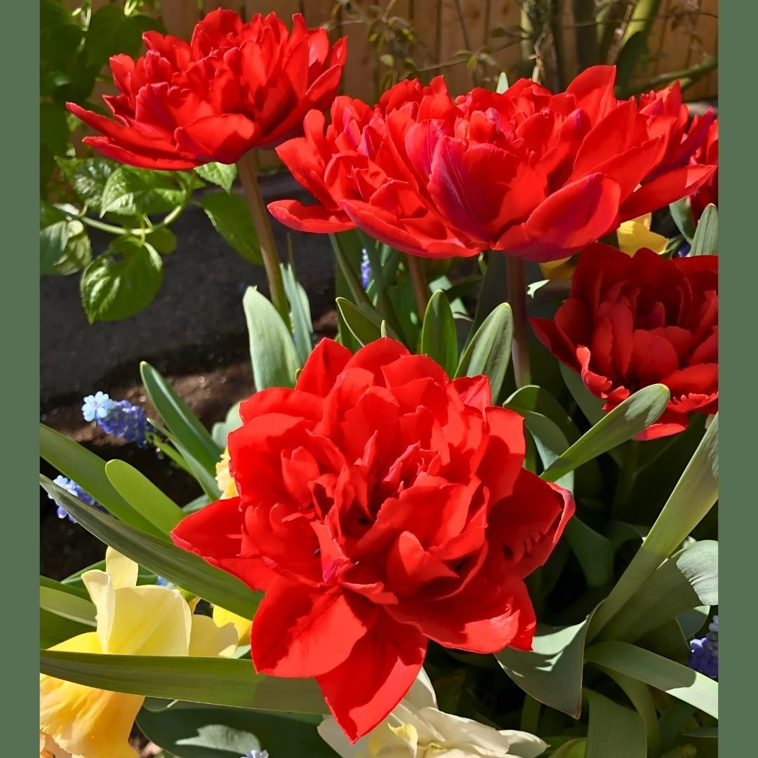 Red Princes Lale Soğanı Kırmızı - Double Tulipa