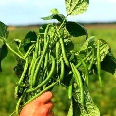 Börülce Tohumu - Karnıkara - Vigna unguiculata