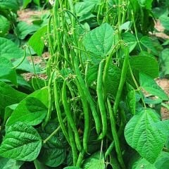 Börülce Tohumu - Karnıkara - Vigna unguiculata
