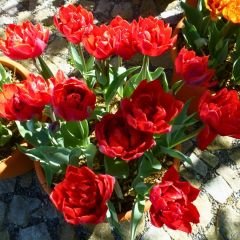 Red Princes Lale Soğanı Kırmızı - Double Tulipa