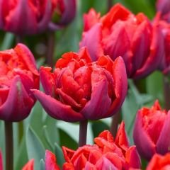 Red Princes Lale Soğanı Kırmızı - Double Tulipa