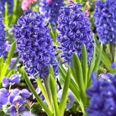 Blue Tropy Sümbül Soğanı  - Mavi - Hyacinthus