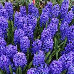 Blue Tropy Sümbül Soğanı  - Mavi - Hyacinthus