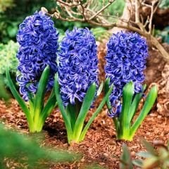 Blue Tropy Sümbül Soğanı  - Mavi - Hyacinthus