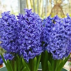 Blue Tropy Sümbül Soğanı  - Mavi - Hyacinthus
