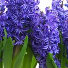Blue Tropy Sümbül Soğanı - Hyacinthus