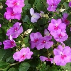 Cam Güzeli Çiçeği Tohumu Mİx -  Impatiens Walleriana
