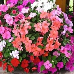 Cam Güzeli Çiçeği Tohumu Mİx -  Impatiens Walleriana