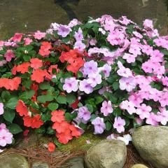 Cam Güzeli Çiçeği Tohumu -  Impatiens Walleriana