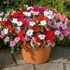 Cam Güzeli Çiçeği Tohumu Mİx -  Impatiens Walleriana