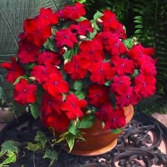 Cam Güzeli Çiçeği Tohumu -  Impatiens Walleriana