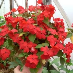 Cam Güzeli Çiçeği Tohumu Mİx -  Impatiens Walleriana