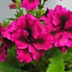 Canan Sardunya - Ceylan gözü Sardunya - Aristo Burgundy Violet Fuşya 12 cm saksıda