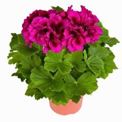 Canan Sardunya - Ceylan gözü Sardunya - Aristo Burgundy Violet Fuşya 12 cm saksıda