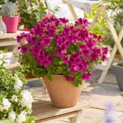 Canan Sardunya - Ceylan gözü Sardunya - Aristo Burgundy Violet Fuşya 12 cm saksıda