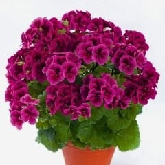 Canan Sardunya - Ceylan gözü Sardunya - Aristo Burgundy Violet Fuşya 12 cm saksıda