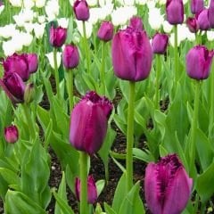 Purple Crystal Lale Soğanı Fuşya - Tulipa