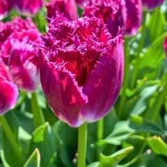 Purple Crystal Lale Soğanı Fuşya - Tulipa