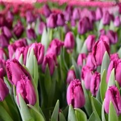 Purple Crystal Lale Soğanı Fuşya - Tulipa