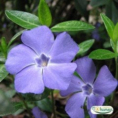 Cezayir Menekşesi - Rozet çiçeği - Vinca