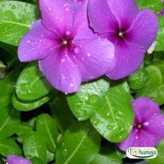Cezayir Menekşesi - Rozet çiçeği - Vinca