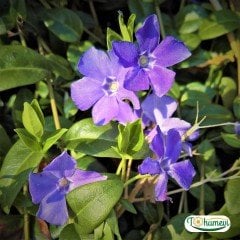 Cezayir Menekşesi - Rozet çiçeği - Vinca