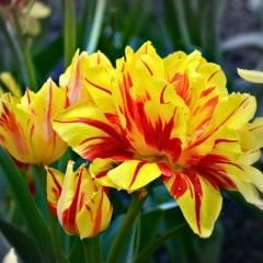 Monsella Lale Soğanı Sarı Kırmızı – Tulipa Double