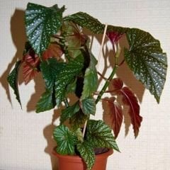 Çilli Begonya Çiçeği Saksıda – Corallina var. Lucerna