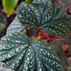 Çilli Begonya Çiçeği Saksıda – Corallina var. Lucerna