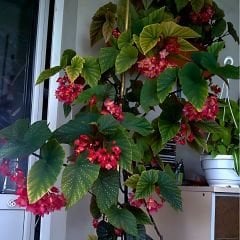 Çilli Begonya Çiçeği Saksıda – Corallina var. Lucerna