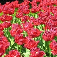 Quatar Lale Soğanı Kırmızı – Tulipa Double