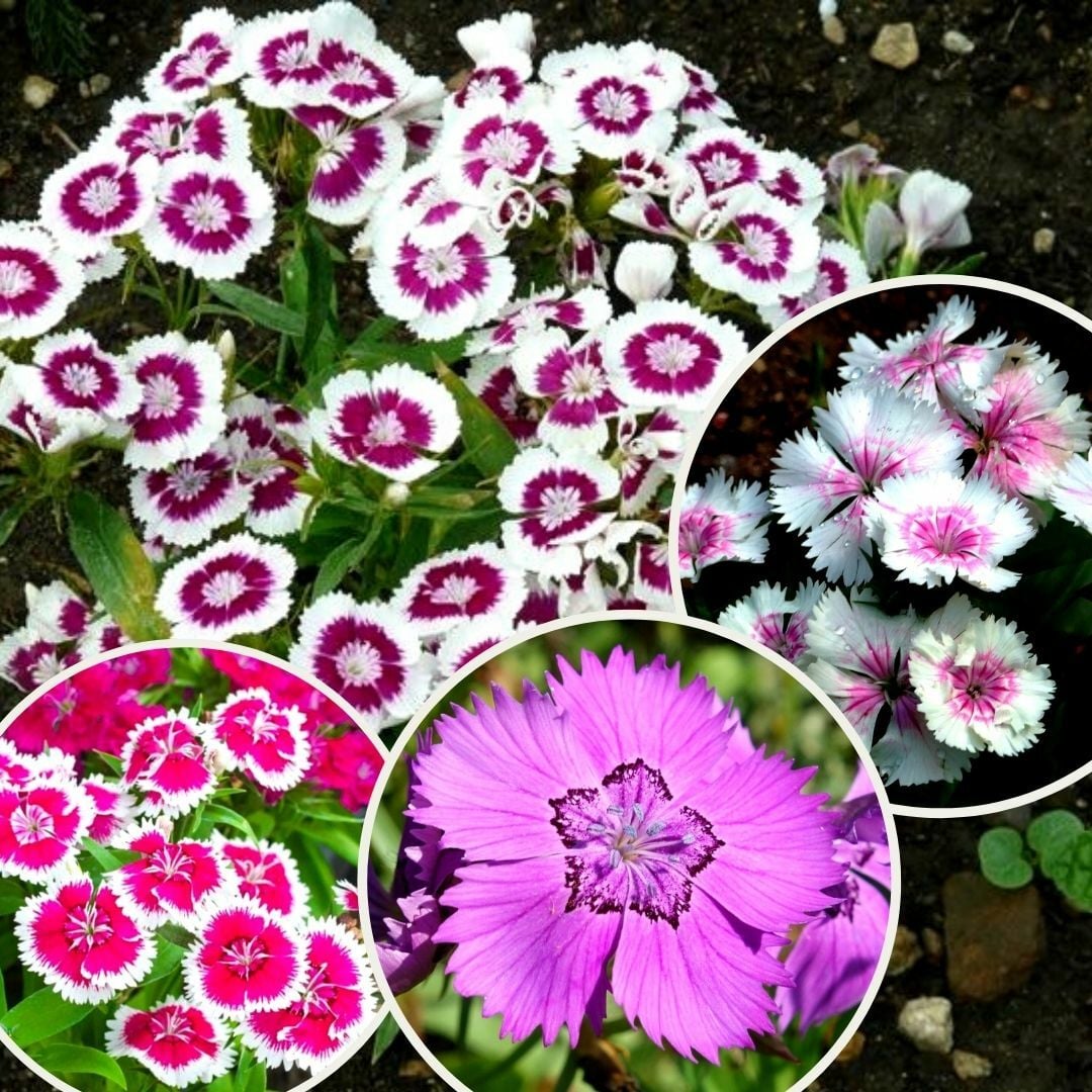 Çin Karanfili Tohumu – Danthus Chinensis