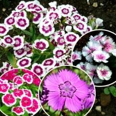 Çin Karanfili Tohumu – Danthus Chinensis