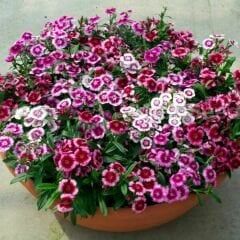 Çin Karanfili Tohumu – Danthus Chinensis