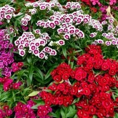 Çin Karanfili Tohumu – Danthus Chinensis