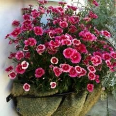 Çin Karanfili Tohumu – Danthus Chinensis