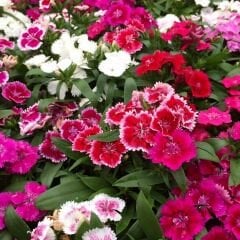 Çin Karanfili Tohumu – Danthus Chinensis