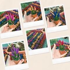 Renkli Sukulent İthal - Haworthia Limitifolia kırmızı