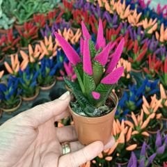 Renkli Sukulent İthal - Haworthia Limitifolia