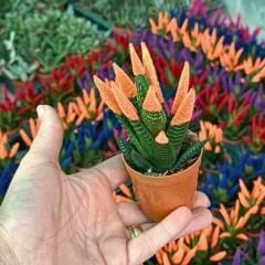 Renkli Sukulent İthal - Haworthia Limitifolia kırmızı